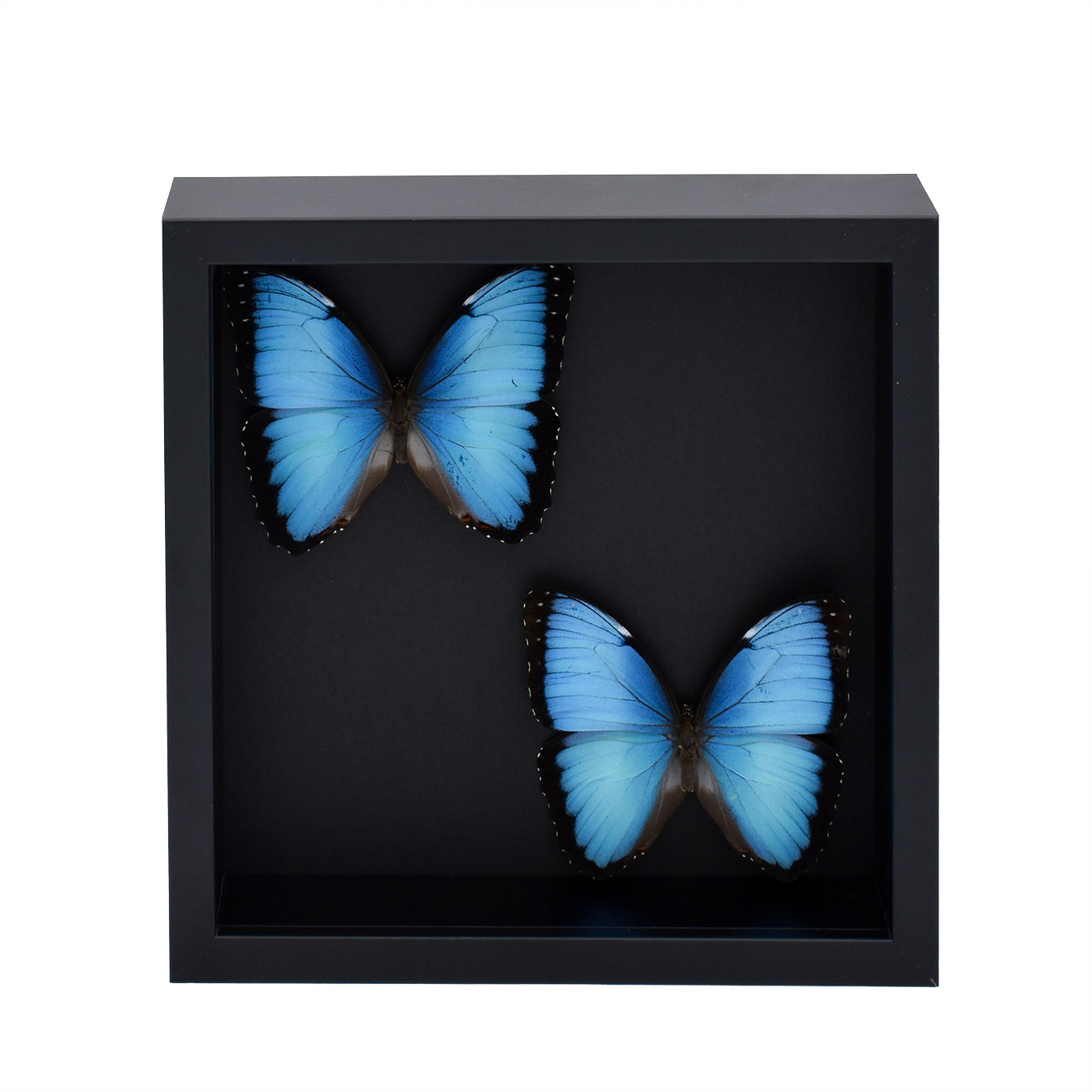 Cadre de papillons - Morpho Peleides - Morpho bleu