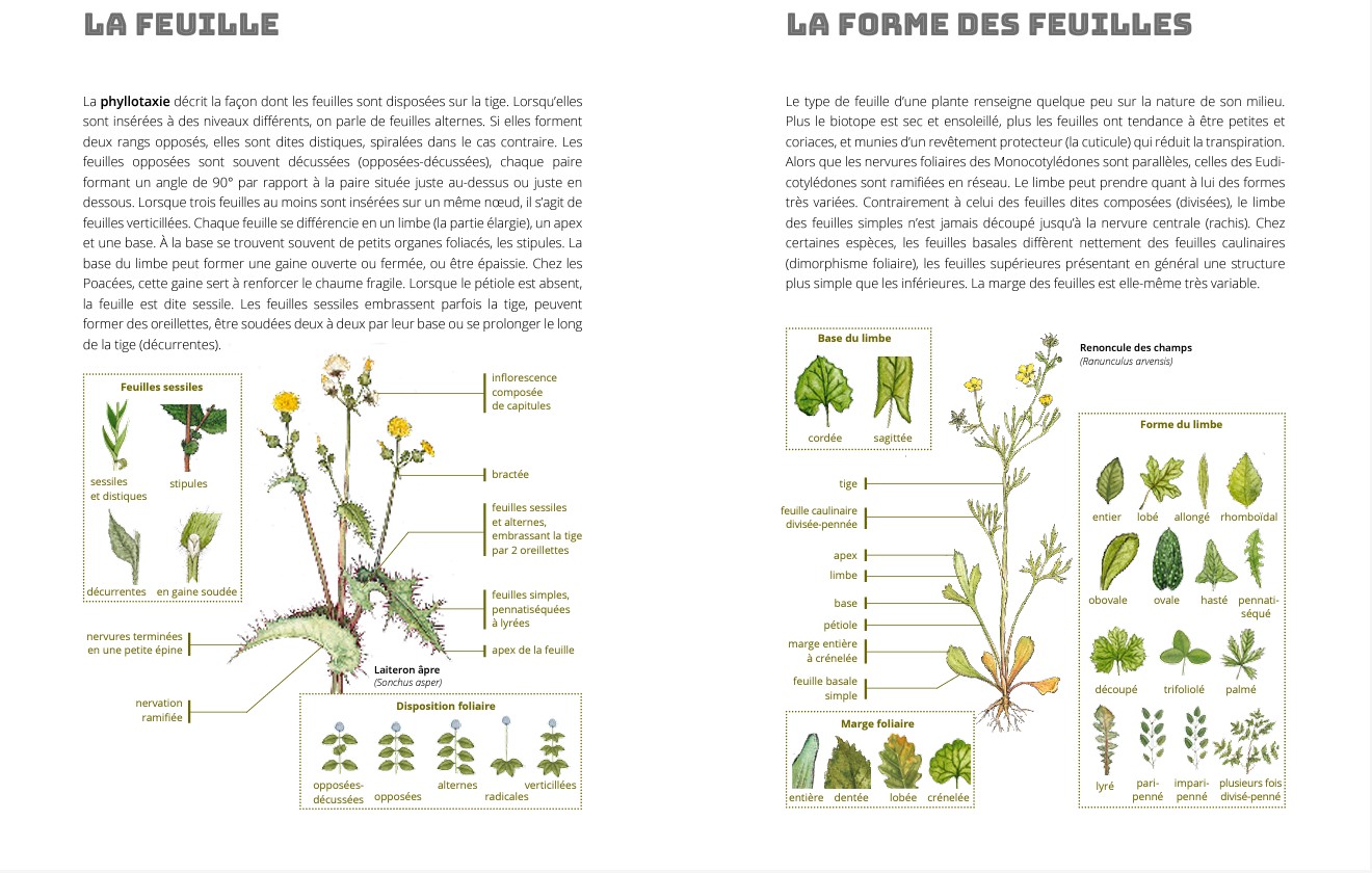 LES BASES DE LA BOTANIQUE DE TERRAIN-5-livre-maunakea