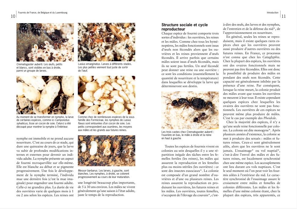 guide-fourmis-europe-france-maunakea-extrait-2