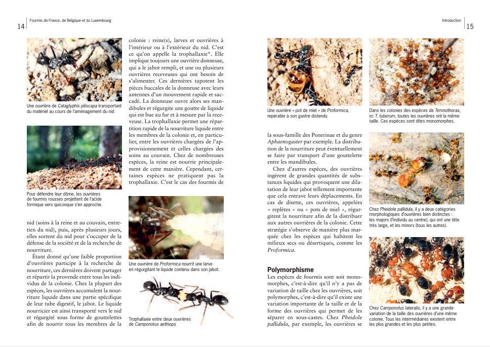 guide-fourmis-europe-france-maunakea-extrait-4
