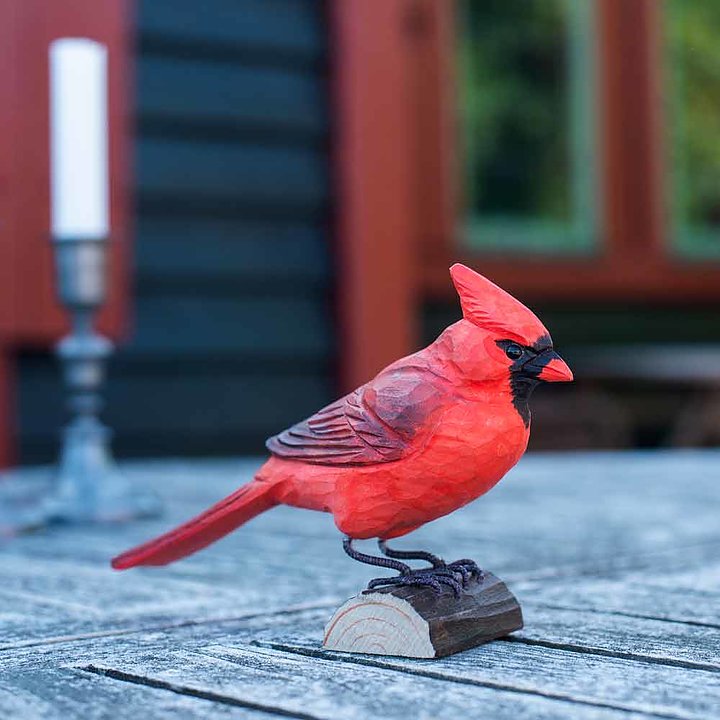 Américain Cardinal rouge