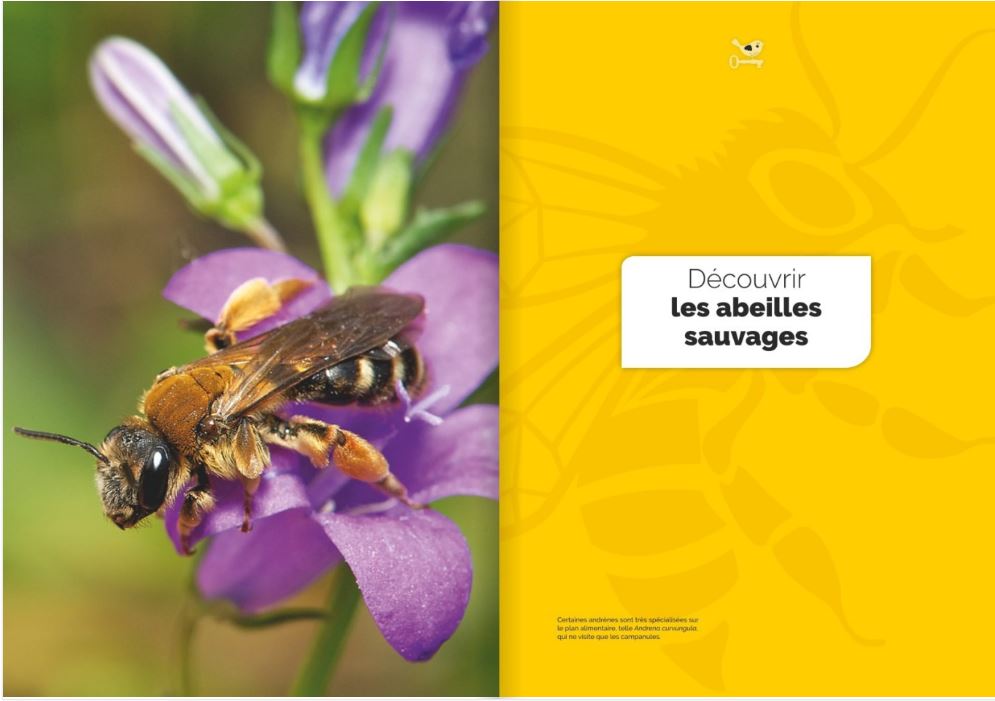 decouvrir-proteger-nos-abeilles-sauvages-page05-6