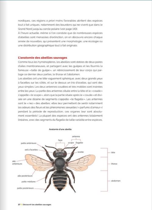 decouvrir-proteger-nos-abeilles-sauvages-page08