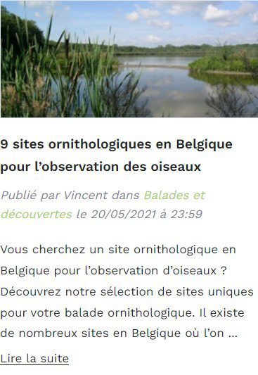 article de blog à propos des sites ornithologiques en Belgique
