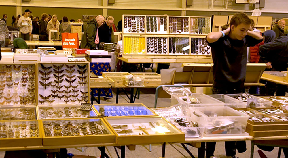 blog article bourses entomologiques belgique france maunakea