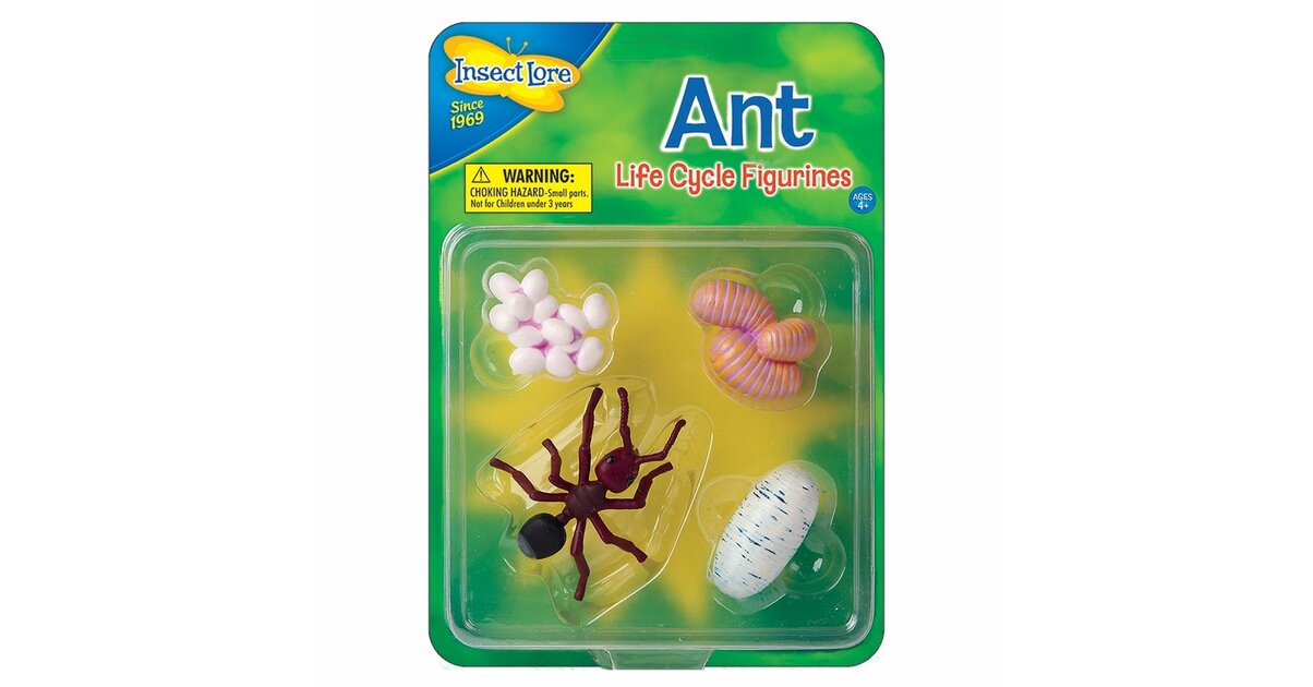 BESPORTBLE Lot De 5 Fourmis - Phases Du Cycle De Vie - Jouets Éducatifs Pour Enfants Et Salle De Classe - Noir