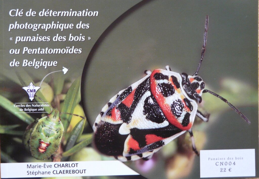 Fixation Photos Affiches 220 Punaises Déco En Bois Pour Tableau Liège - 6 Styles Avec Boîte De