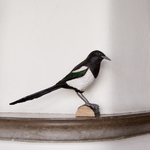 WG456_DecoBird_Magpie_Pie-maunakea