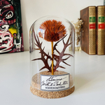 Decoration-cabinet-curiosite-globe-chardon-Asteraceae-maunakea