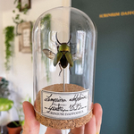 Decoration-cabinet-de-curiosite-coleoptere-Lamprima-adolphinae-maunakea