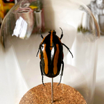 Cabinet-curiosite-decoration-coleoptere-Clerota-rigifica-maunakea