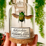 maunakea-decoration-coleoptere-cetoine-verte-Heterorrhina