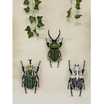 decoration-insectes-educatif-maunakea-2