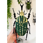 Coleoptere-decoration-educatif-insecte-Mecynorrhina-maunakea