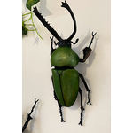 Coleoptere-decoration-educatif-insecte-1-maunakea