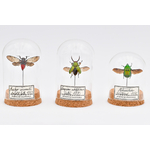 globes-insectes-decoration-maunakea