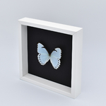 cadre-papillon-décoration-morpho-catenarius-maunakea
