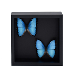 Morpho-Peleides-morpho-bleu-cadre-papillon-maunakea