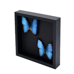 Morpho-Peleides-bleu-cadre-papillon-maunakea