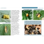 petit-guide-entomo-livre-enfant-extrait-6-maunakea
