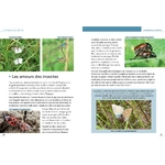 petit-guide-entomo-livre-enfant-extrait-4-maunakea
