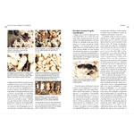 guide-fourmis-europe-france-maunakea-extrait-2