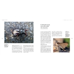 il-faut-sauver-nos-insectes-livre-extrait-4-maunakea