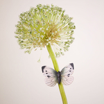 WG4598_Magnet_aimant-piéride-du-chou-papillon-blanc-maunakea