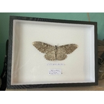 boite-insecte-vitree-30cm-40cm-avec-papillon-min