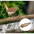 appeau-oiseau-rossignol-philomele-maunakea
