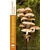 450 Champignons_9782603031605_couverture-min