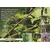 Cercle des Naturalistes de Belgique - Stéphane Claerbout -Couverture : vue de la clé avec une photo d’insecte adulte et manche illustré.