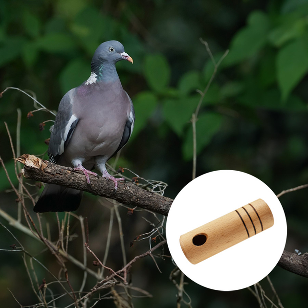 Appeau Grive musicienne - Ornithologie - Oiseaux/Appeaux - oiseaux