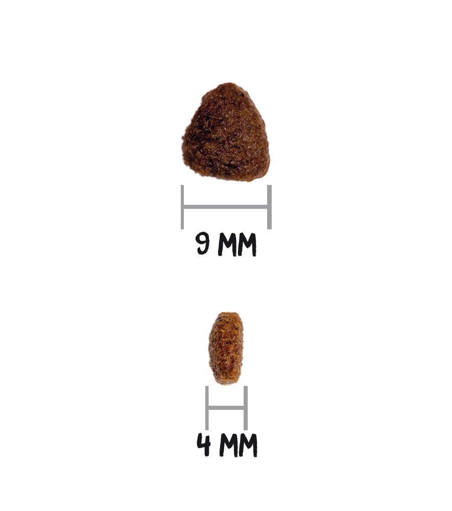 ow-classic-kitten-croquetaadl