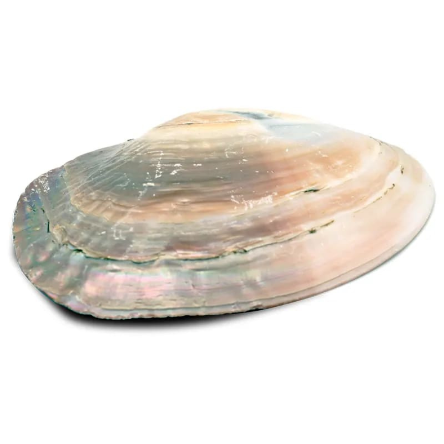 crea-idea-home-coquillage-nacre-2