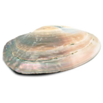 crea-idea-home-coquillage-nacre-2