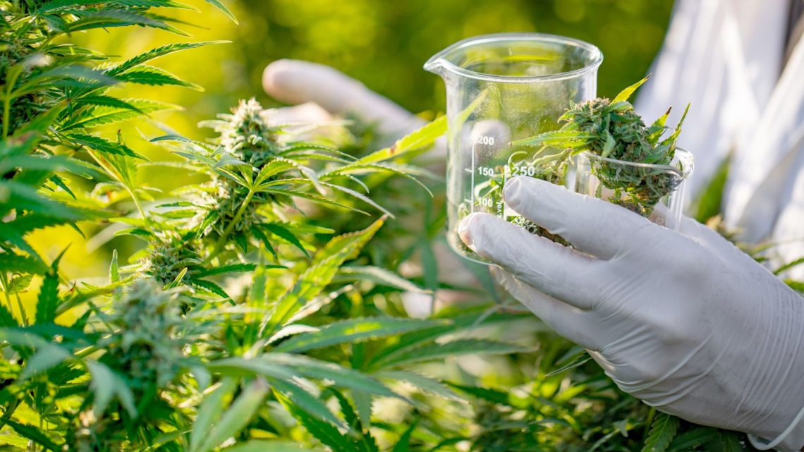 A la découverte du CBD et de ses bienfaits étonnants