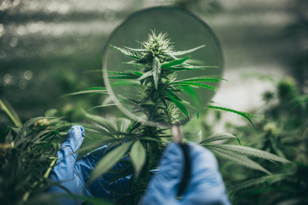 Bien choisir les fleurs de chanvre CBD ?