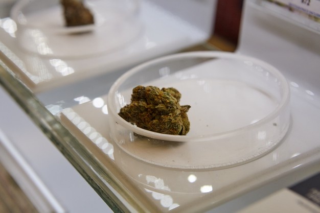 Le business du CBD , un marché en pleine explosion ?