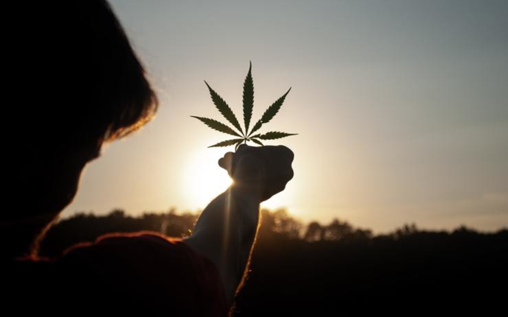 Le débat actuel autour du CBD et du cannabis à la veille de l'élection présidentielle 2022 en France