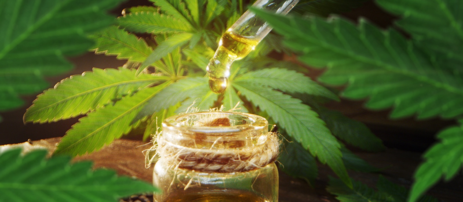 huile de cbd 10% au Cannabidiol et chanvre 100% Bio