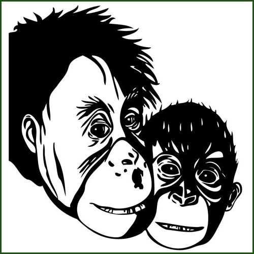 Stickers les 2 SINGES Chimpanzé
