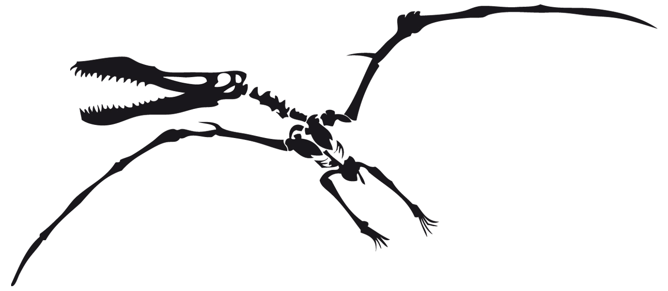 stickers squelette dinosaure Pterodactyl