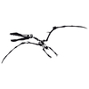 stickers squelette dinosaure Pterodactyl