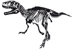 Patch Thermocollant Dinosaure – Squelette Ptérodactyle – Broderie Qualité