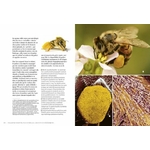 La-sante-par-les-abeilles-Bienfaits-et-limites-de-l-apitherapie-ulmer-3