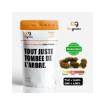 tengrams-orange-bud-greenhouse-2g (1)