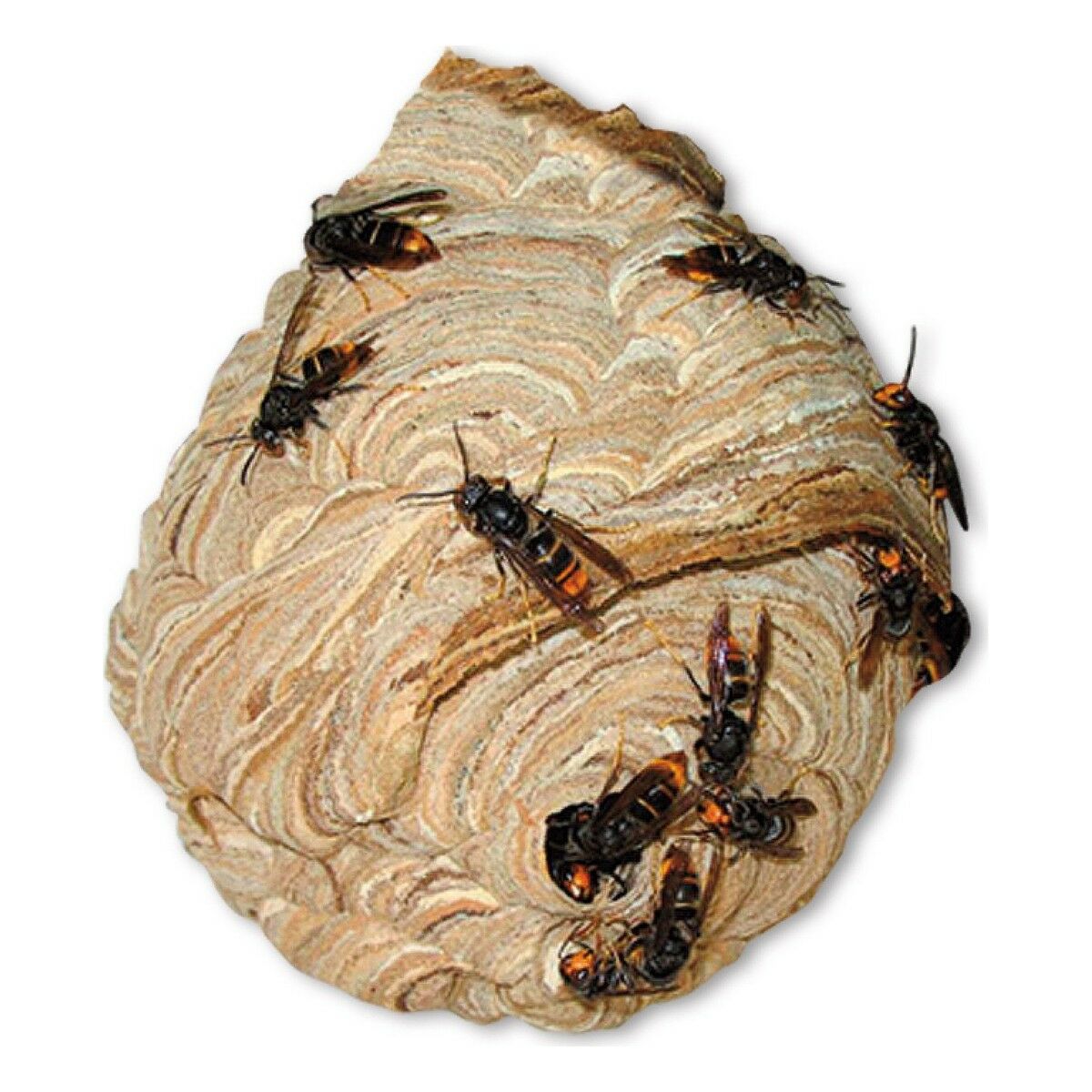 8424084004761_R3_WBG0