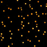8427542120812_S1905797_P61