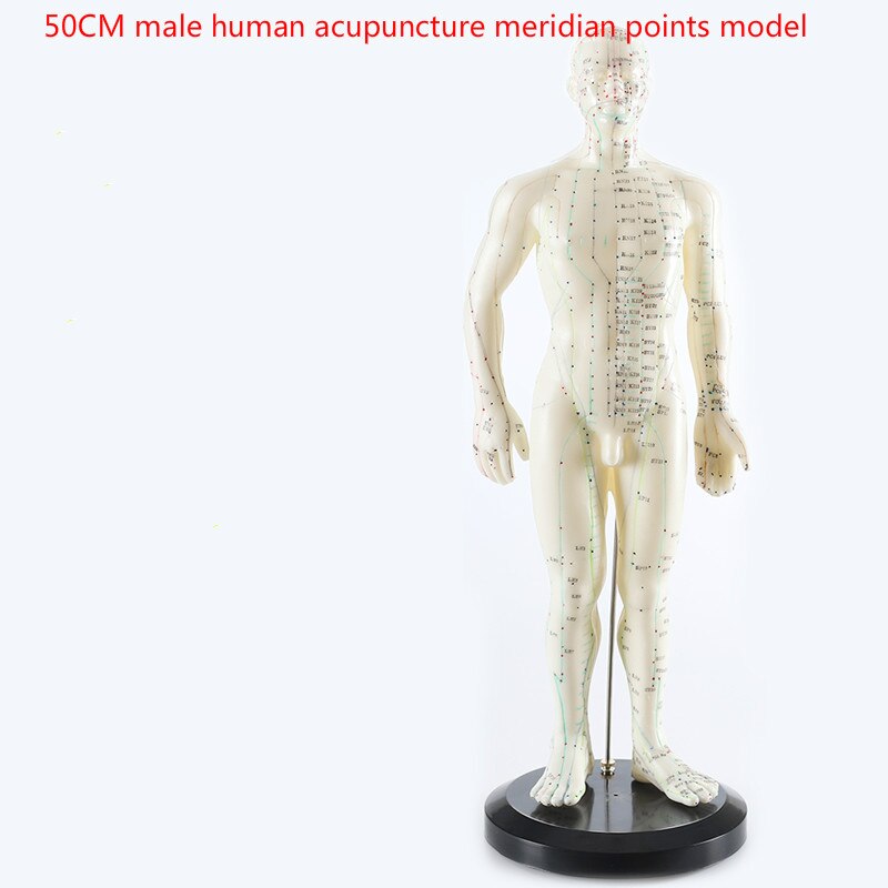 Points-d-acupuncture-du-corps-humain-anglais-chinois-mod-le-m-ridien-26cm-48cm-50cm-pour